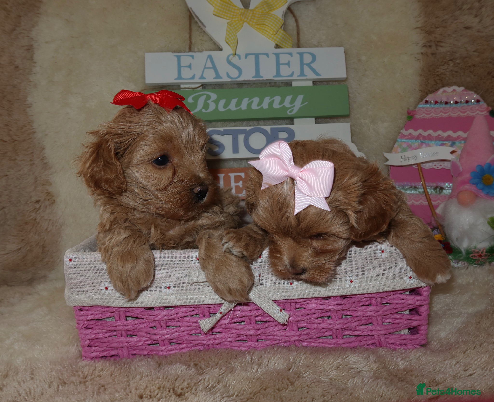 Maltipoo dogs Beautiful girl Maltipoo puppy’s 🐶  - Advert 17