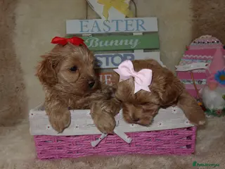 Maltipoo dogs Beautiful girl Maltipoo puppy’s 🐶 - Advert 17