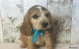 Cocker Spaniel dogs for sale: Adorable, Social, Confident KC reg Cocker pups - Image 7
