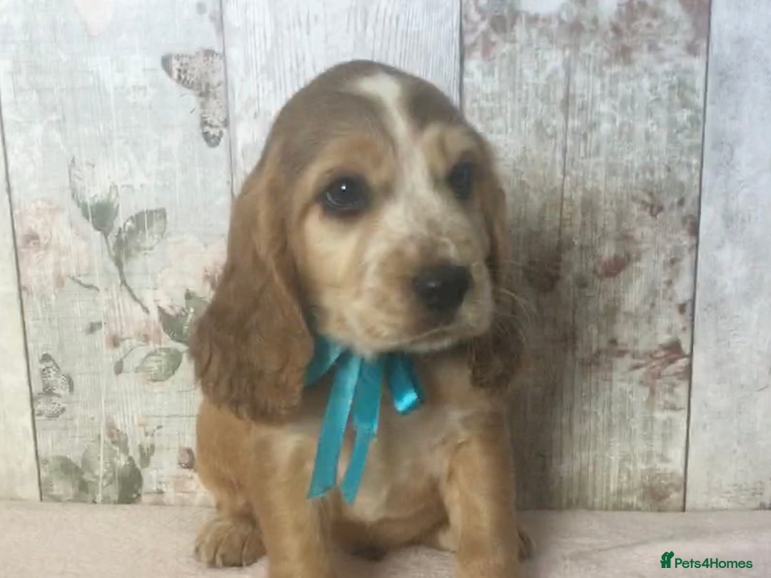 Cocker Spaniel dogs for sale: Adorable, Social, Confident KC reg Cocker pups - Image 7