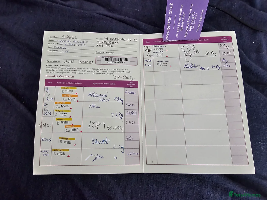 American Bully dogs for sale: AMERICAN BULLY - Advert 11