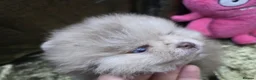 Pomeranian dogs for sale: Merle chocolate blue beaver blue eye puppies - Advert 4