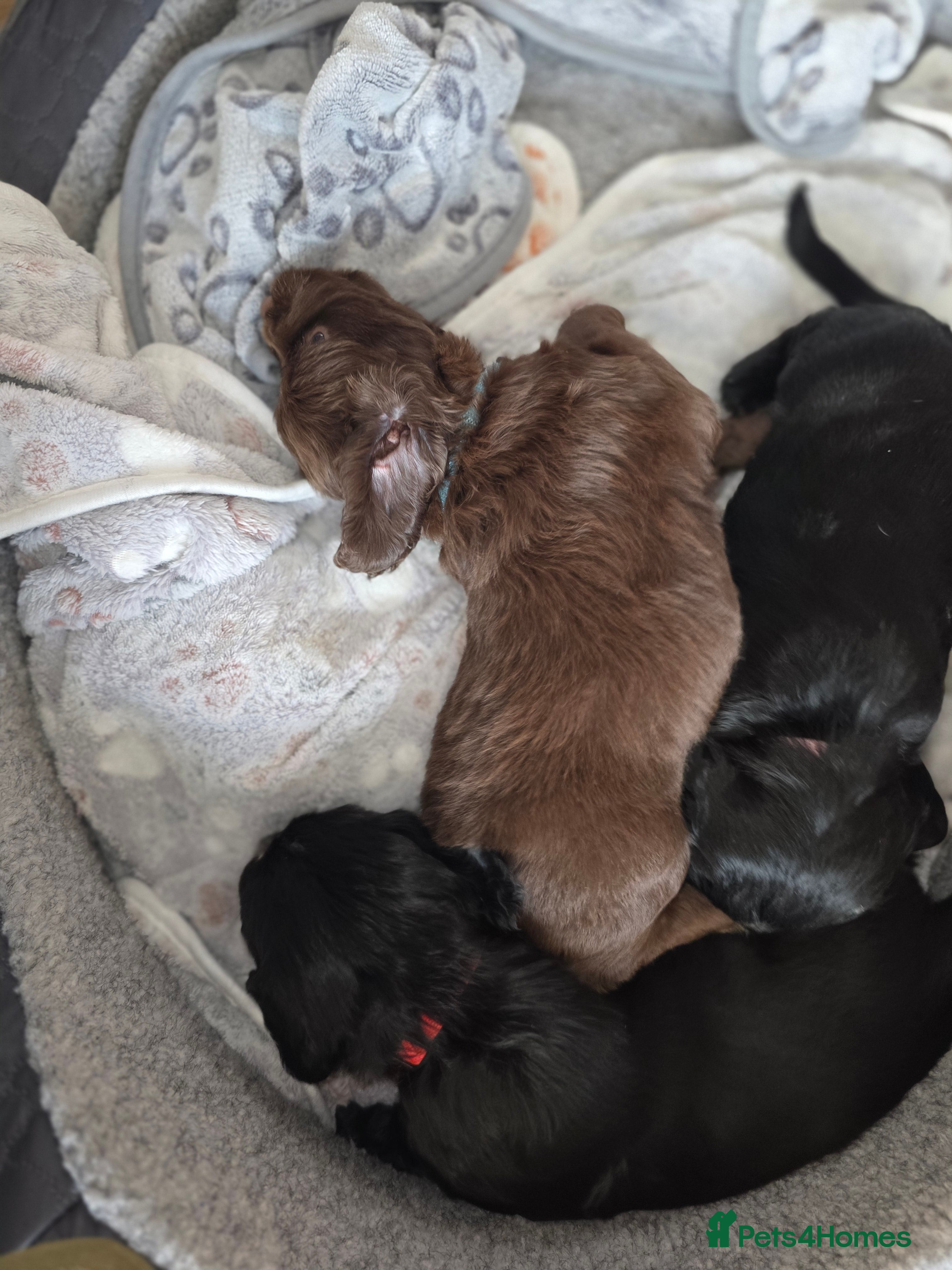 Cocker Spaniel dogs beautiful working cocker spaniel puppies - Advert 13