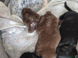 Cocker Spaniel dogs beautiful working cocker spaniel puppies - Advert 13