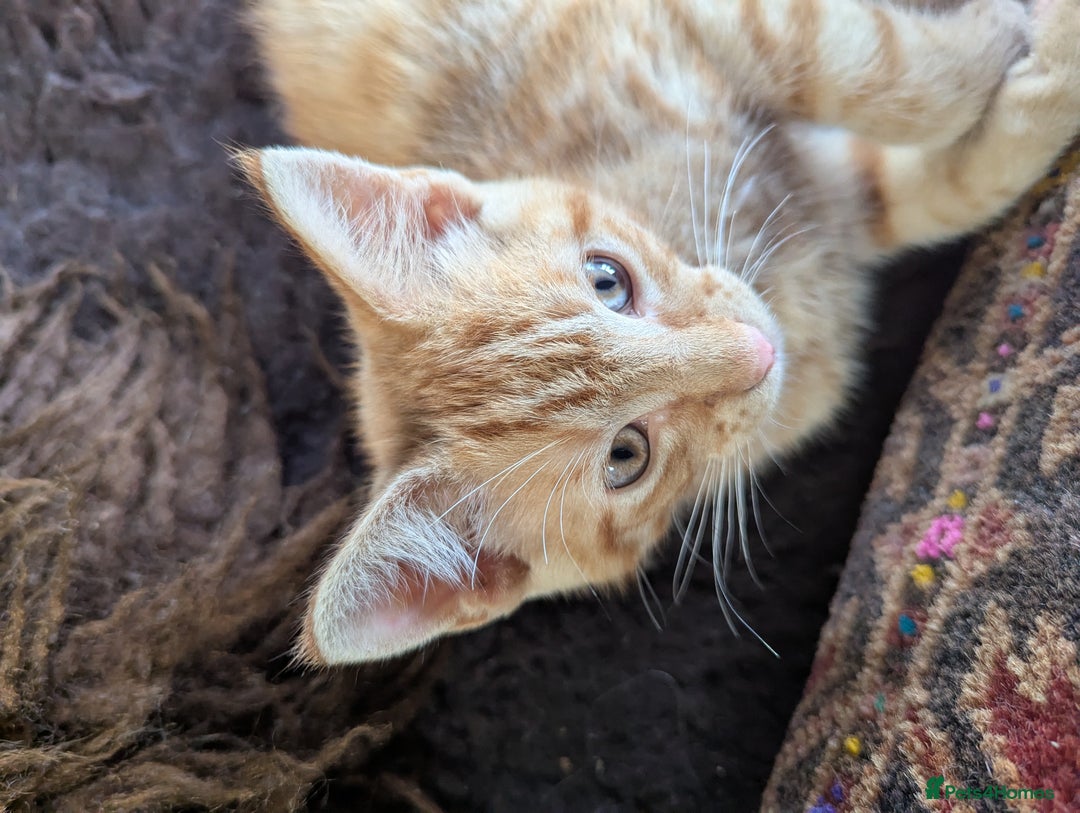 Mixed Breed cats for sale: Two beautiful ginger boys - Image 3