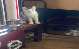 Mixed Breed cats for sale: Lower price…READY NOW….Mainecoon x Kittens - Image 1