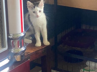 Mixed Breed cats - Advert 33