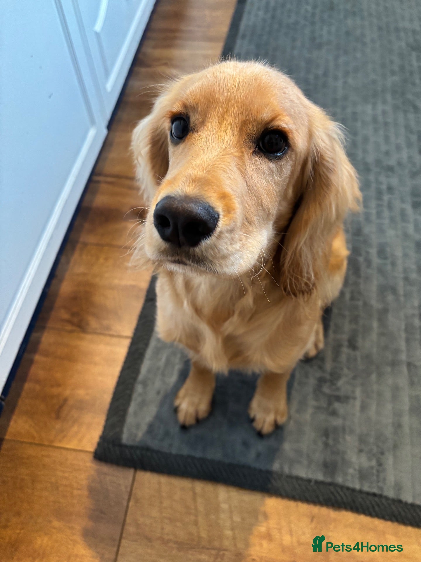 Cocker Spaniel dogs KC registered Pedigree Golden Male cocker Spaniel  - Advert 1