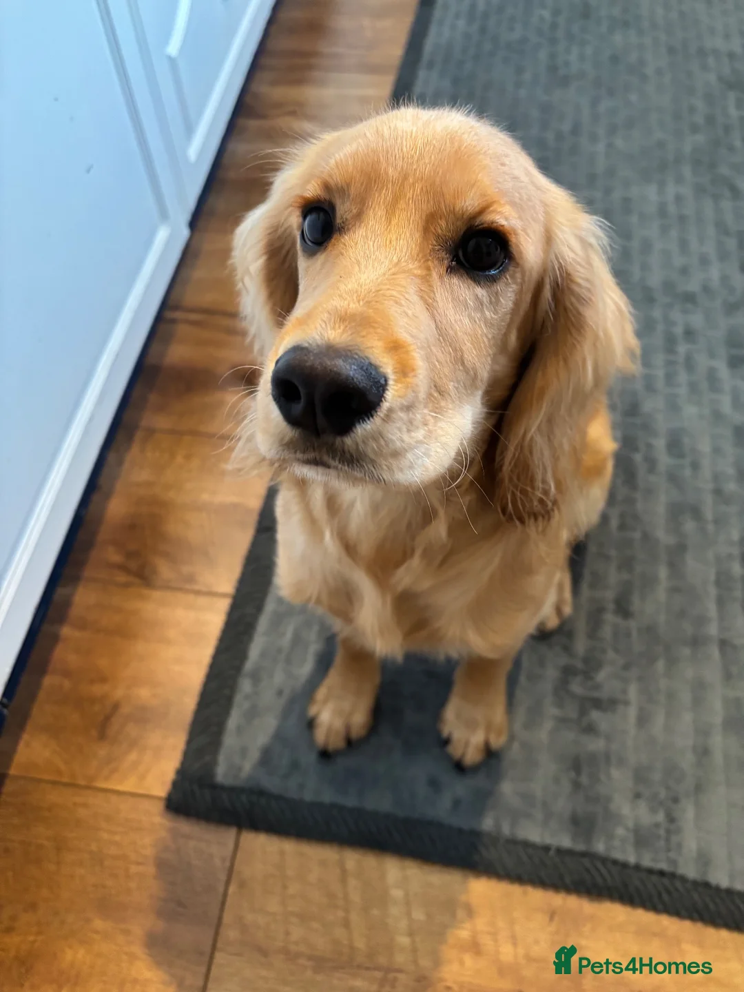Cocker Spaniel dogs for sale: KC registered Pedigree Golden Male cocker Spaniel  - Advert 1