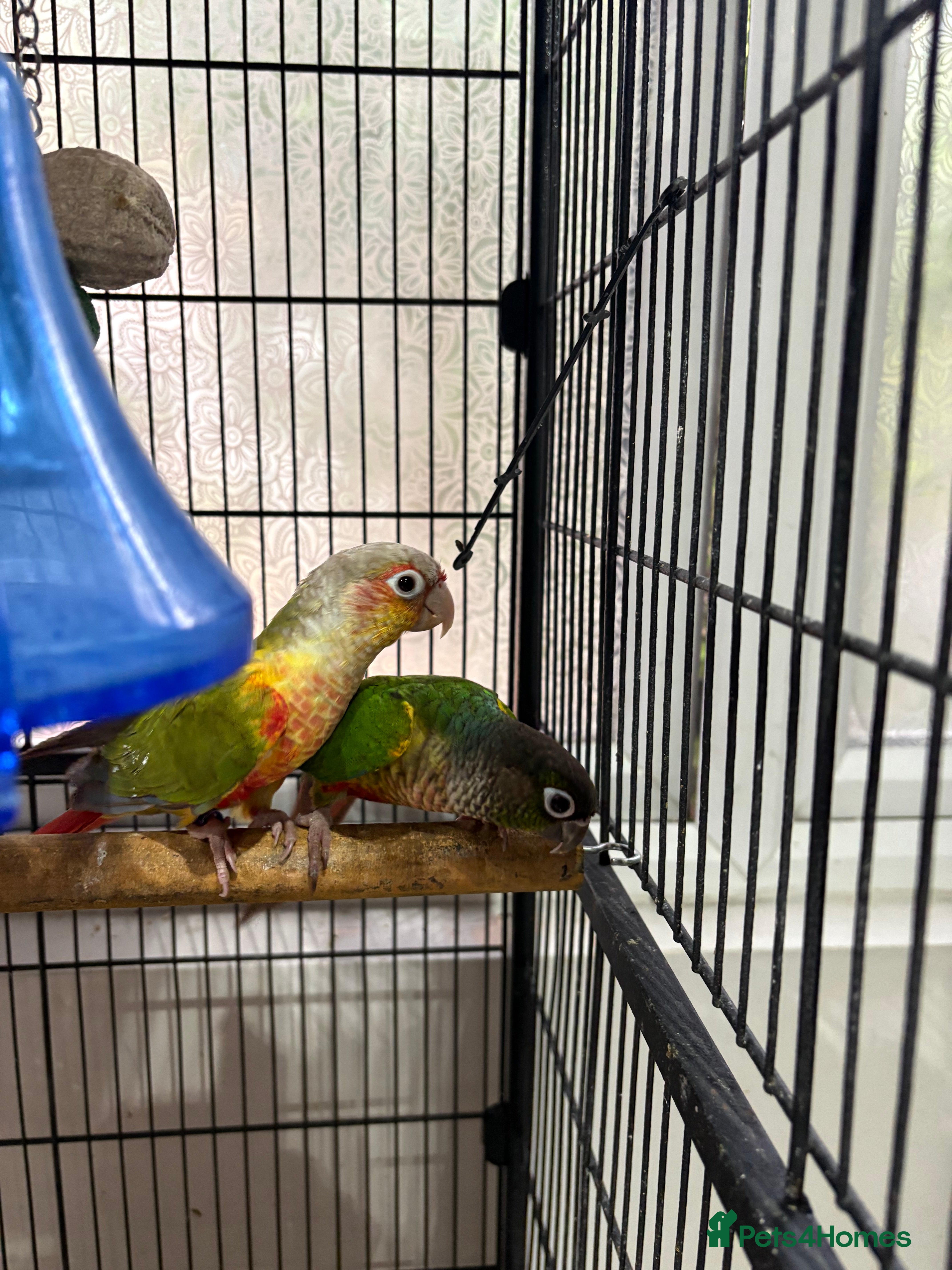 Conures birds Male & Female conure  - Advert 2