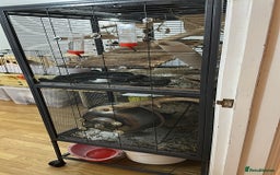 Degus rodents for sale: Marmite, Chutney and Pickle need a new home - Image 3