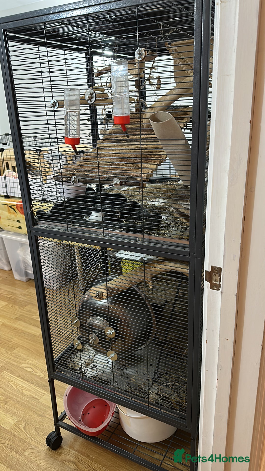 Degus rodents for sale: Marmite, Chutney and Pickle need a new home - Image 3