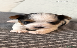 Biewer Terrier dogs for sale: Two beautiful puppies for sale. 1 boy 1 girl - Advert 5