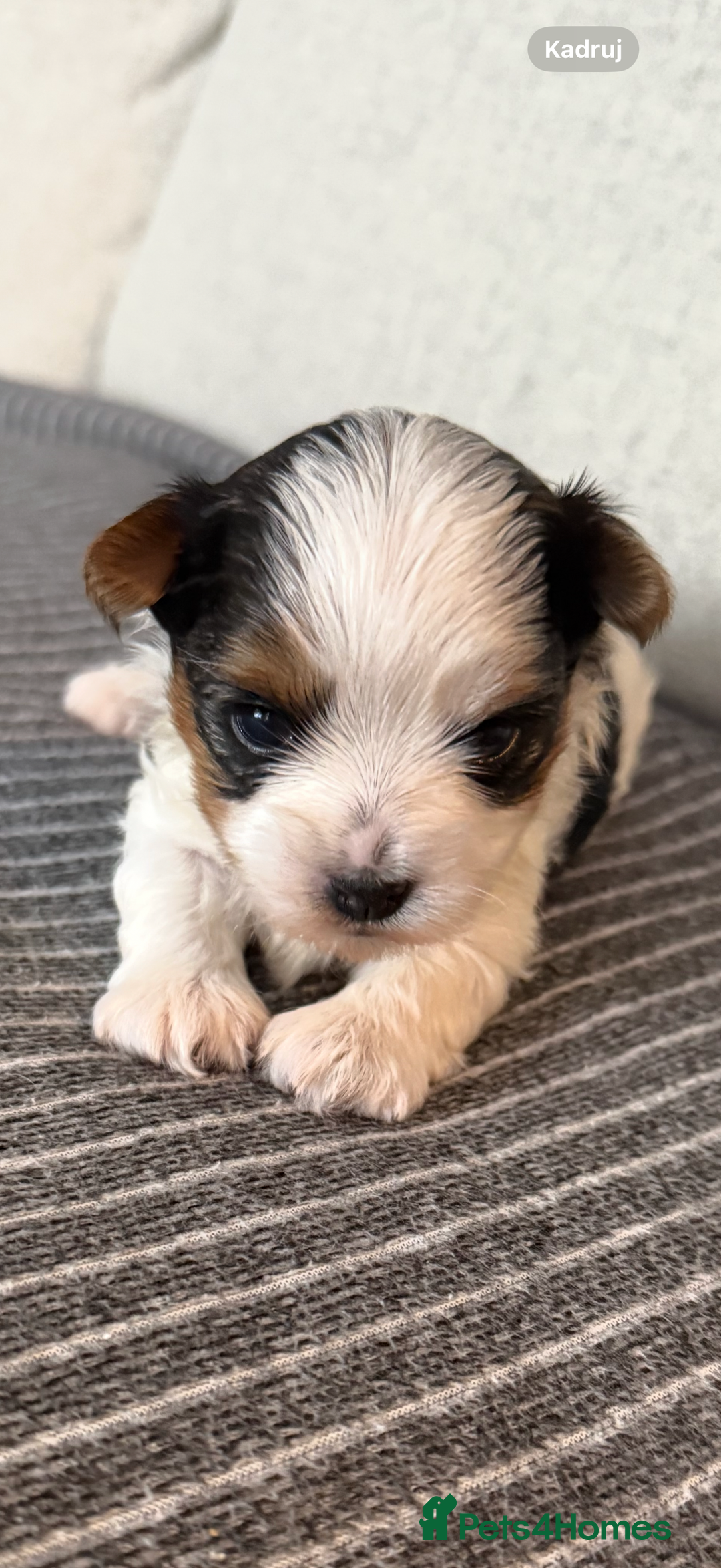 Biewer Terrier dogs for sale: Two beautiful puppies for sale. 1 boy 1 girl - Advert 5