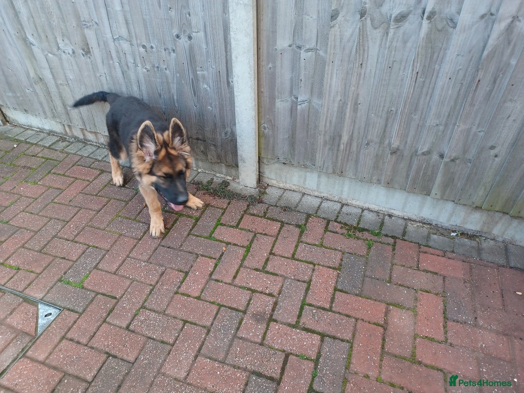 German Shepherd dogs for sale: German shepherd  - Image 6