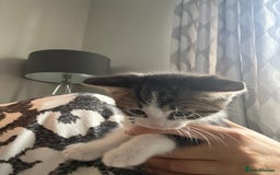 Mixed Breed cats for sale: 2 boy kitten left for sale  - Image 9