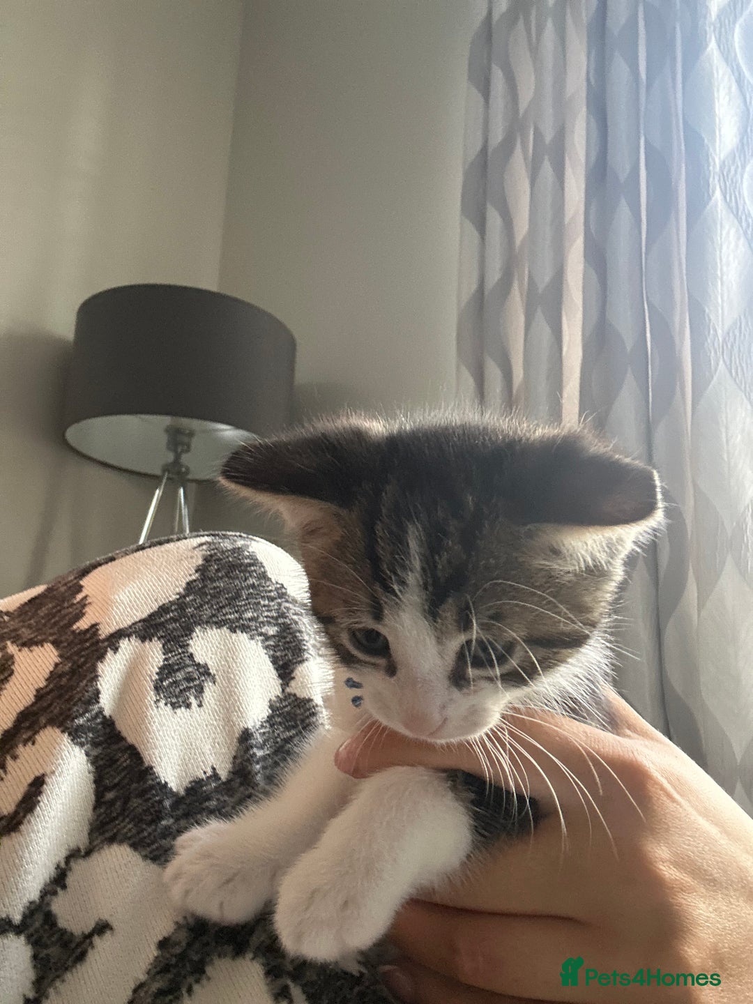 Mixed Breed cats for sale: 2 boy kitten left for sale  - Image 9
