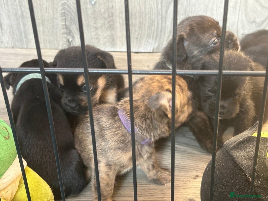 Mixed Breed dogs for sale: 5 French bulldog cross pups for sale  - Advert 9