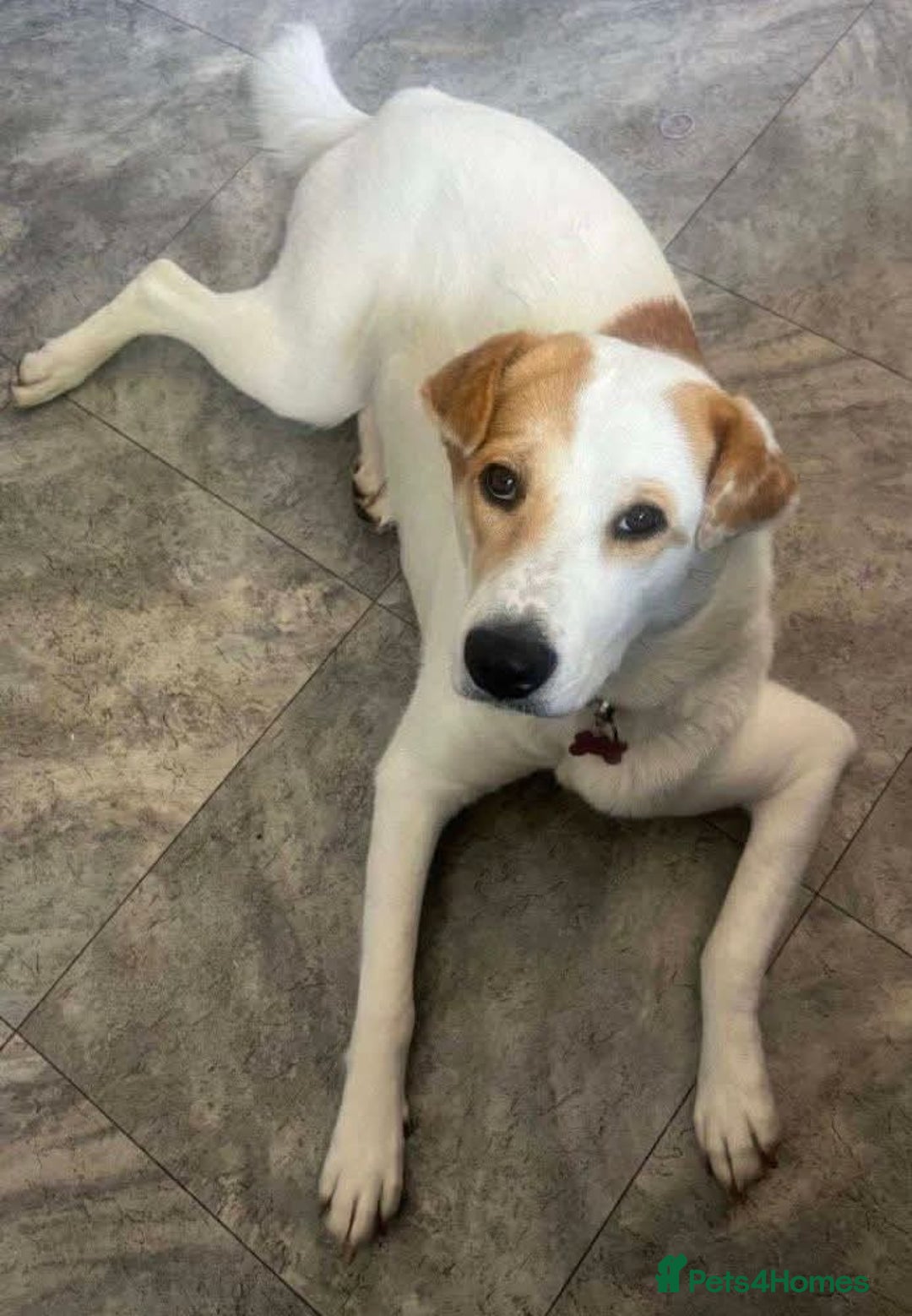 Mixed Breed dogs for adoption: Meet Nancy, currently residing in Hertfordshire  - Image 2