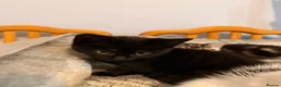Domestic Shorthair cats for sale: Kittens for sale - Advert 15