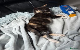 Savannah cats for sale: 3 beautiful kittens  - Image 13
