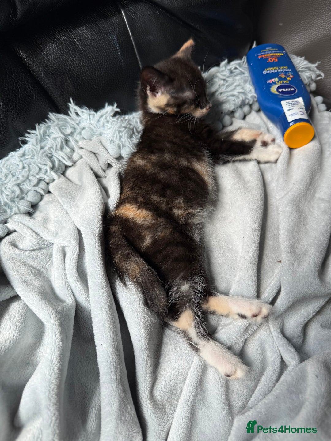 Savannah cats for sale: 3 beautiful kittens  - Image 13