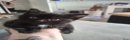 Mixed Breed cats for sale: Adorable black kittens for sale!! - Advert 3