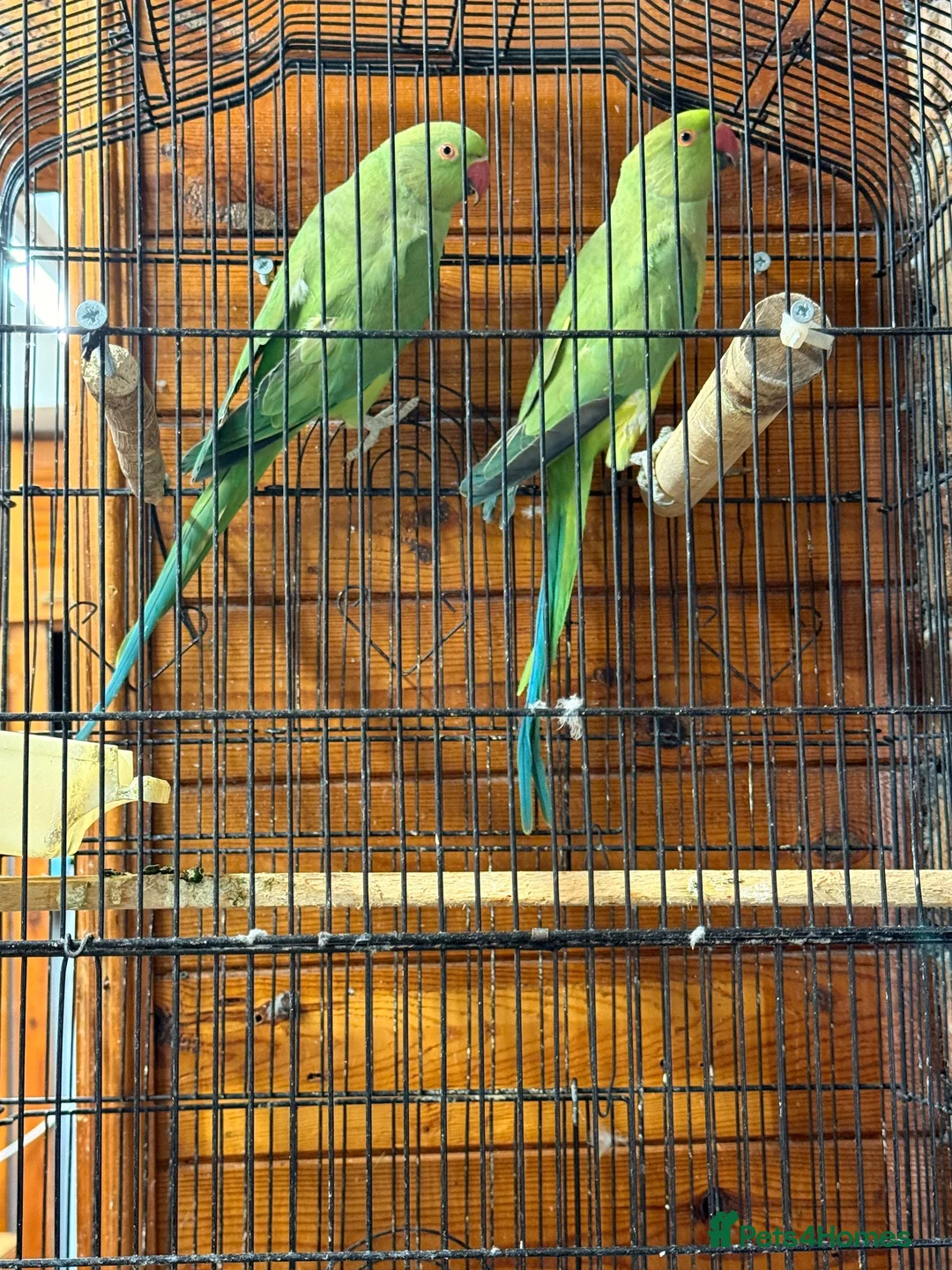 Ringnecks birds for sale: Indian ringneck  in London - Advert 5