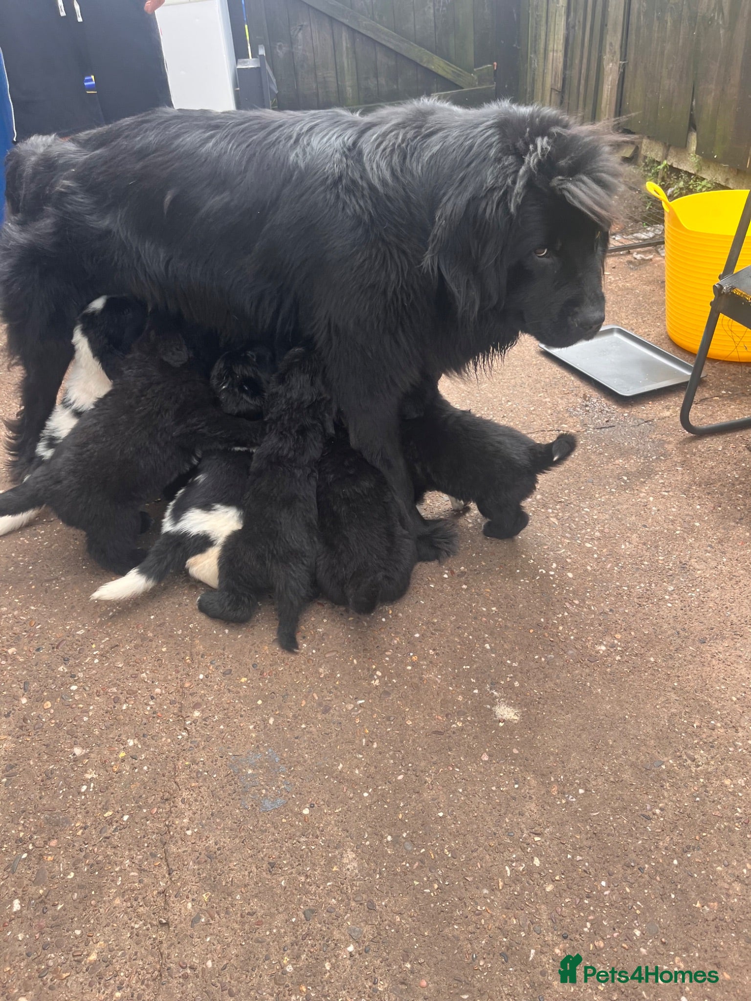 Mixed Breed dogs Black & landseer Newfoundland puppies  - Advert 10