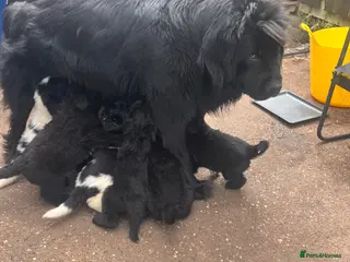 Mixed Breed dogs Black & landseer Newfoundland puppies - Advert 10