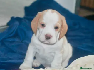 Beagle dogs KENNEL CLUB REGISTRED BEAGLE PUPPIES - Advert 8