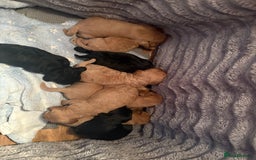 Cavapoochon dogs for sale: Cavapoochon puppies  - Image 1