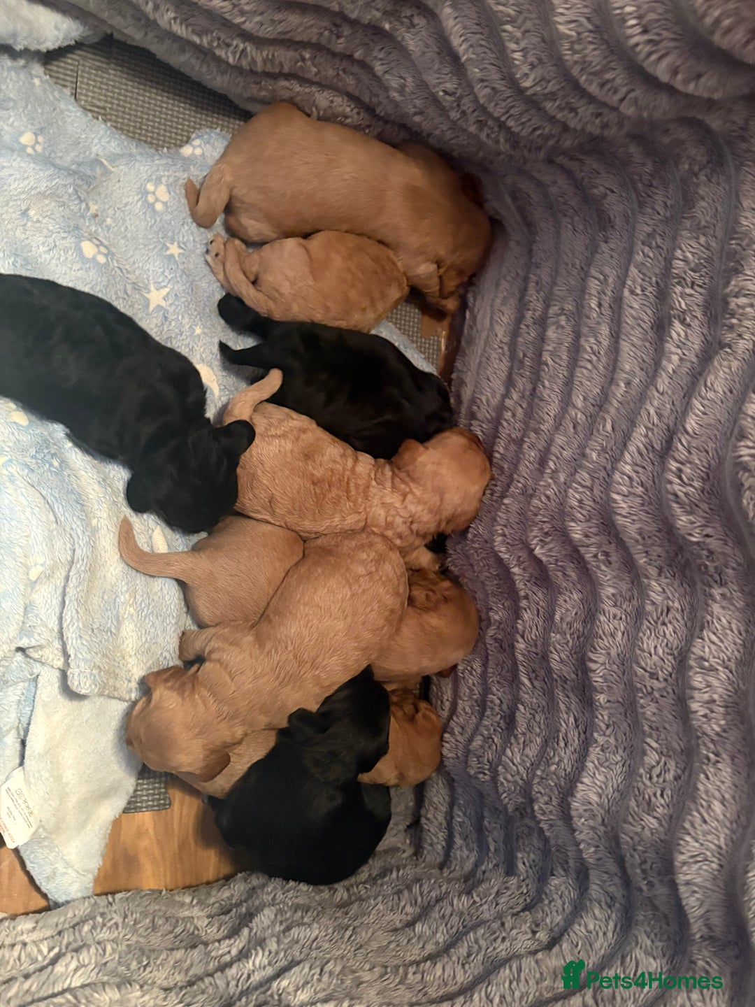 Cavapoochon dogs for sale: Cavapoochon puppies  - Image 1