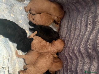 Cavapoochon dogs for sale - Advert 1