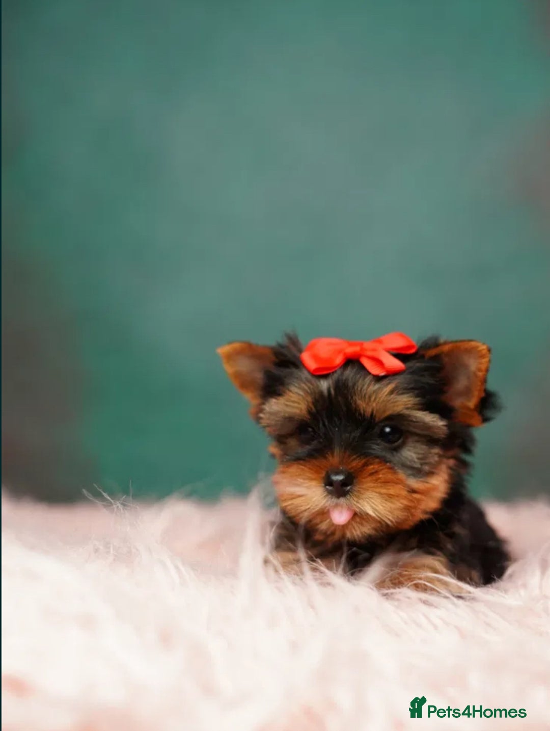 Yorkshire Terrier dogs for sale: Adorable Miniature Yorkshire terrier puppies  - Advert 7