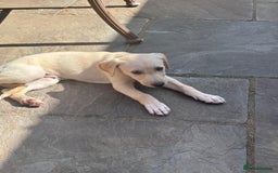 Mixed Breed dogs for sale: Saluki whippet greyhounds  - Image 4