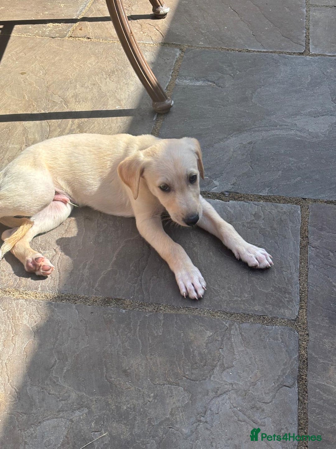 Mixed Breed dogs for sale: Saluki whippet greyhounds  - Image 4