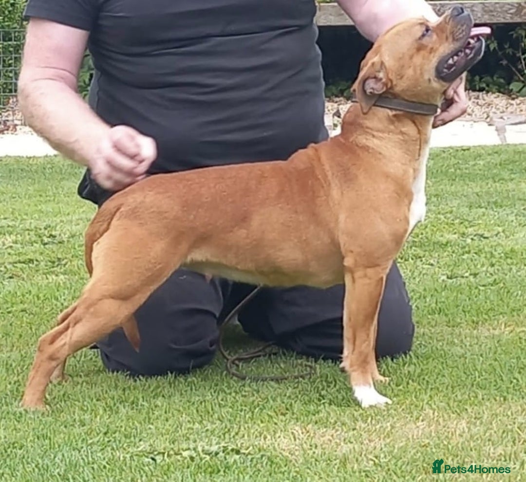 Staffordshire Bull Terrier dogs for sale: BRUNO CH SIRED RED MALE LOOKING FOR A NEW HOME  - Image 6