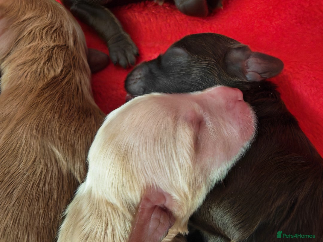 Cockapoo dogs for sale: Cockapoos F1 DNA Health tested patents - Advert 17