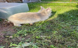 Lionhead rabbits for sale: Lion head  - Image 9
