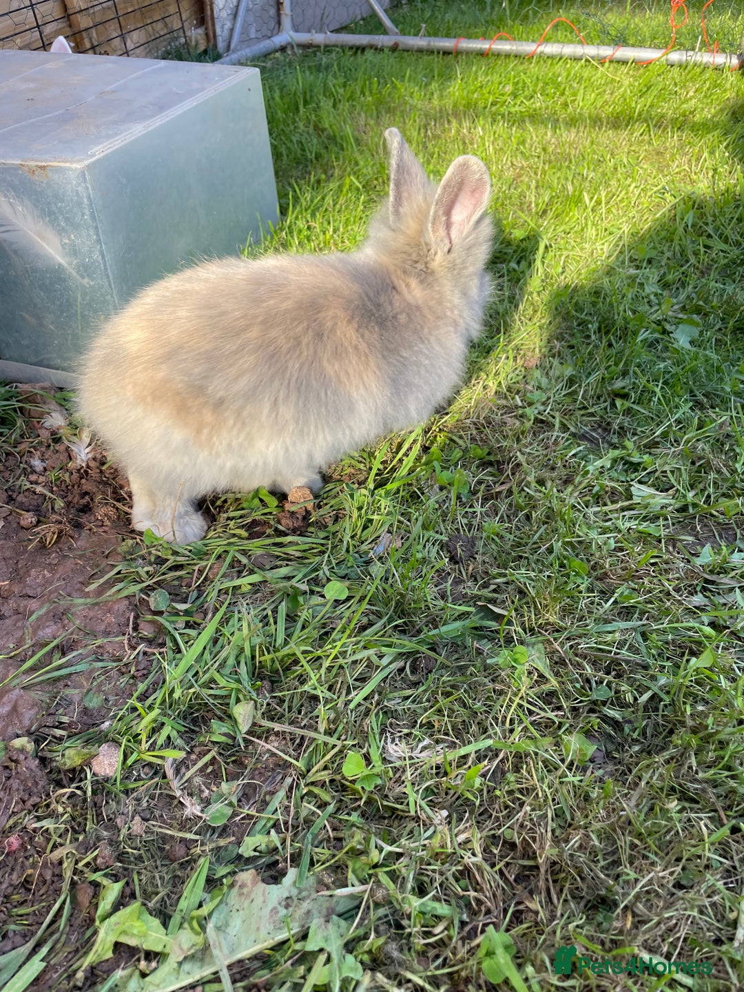 Lionhead rabbits for sale: Lion head  - Image 9