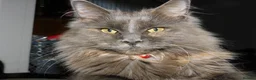 Maine Coon cats for sale: Adult Pedigree Maine Coon With Papers in Scunthorpe - Advert 3