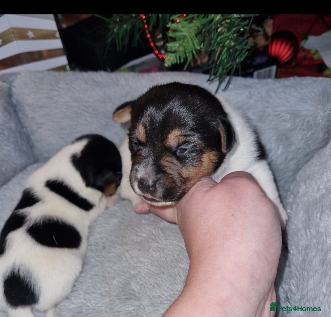 Jack Russell dogs for sale: Jack Russell Pups - Advert 10
