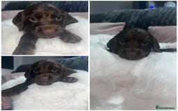 Cocker Spaniel dogs for sale: 7 beautiful cocker spaniel puppies black/brown - Advert 7