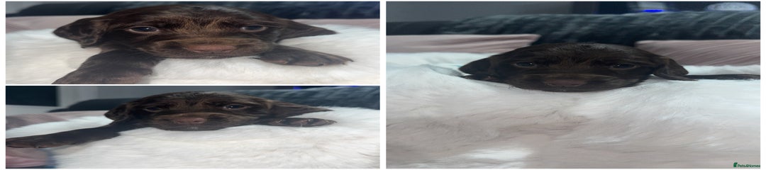 Cocker Spaniel Boy 1