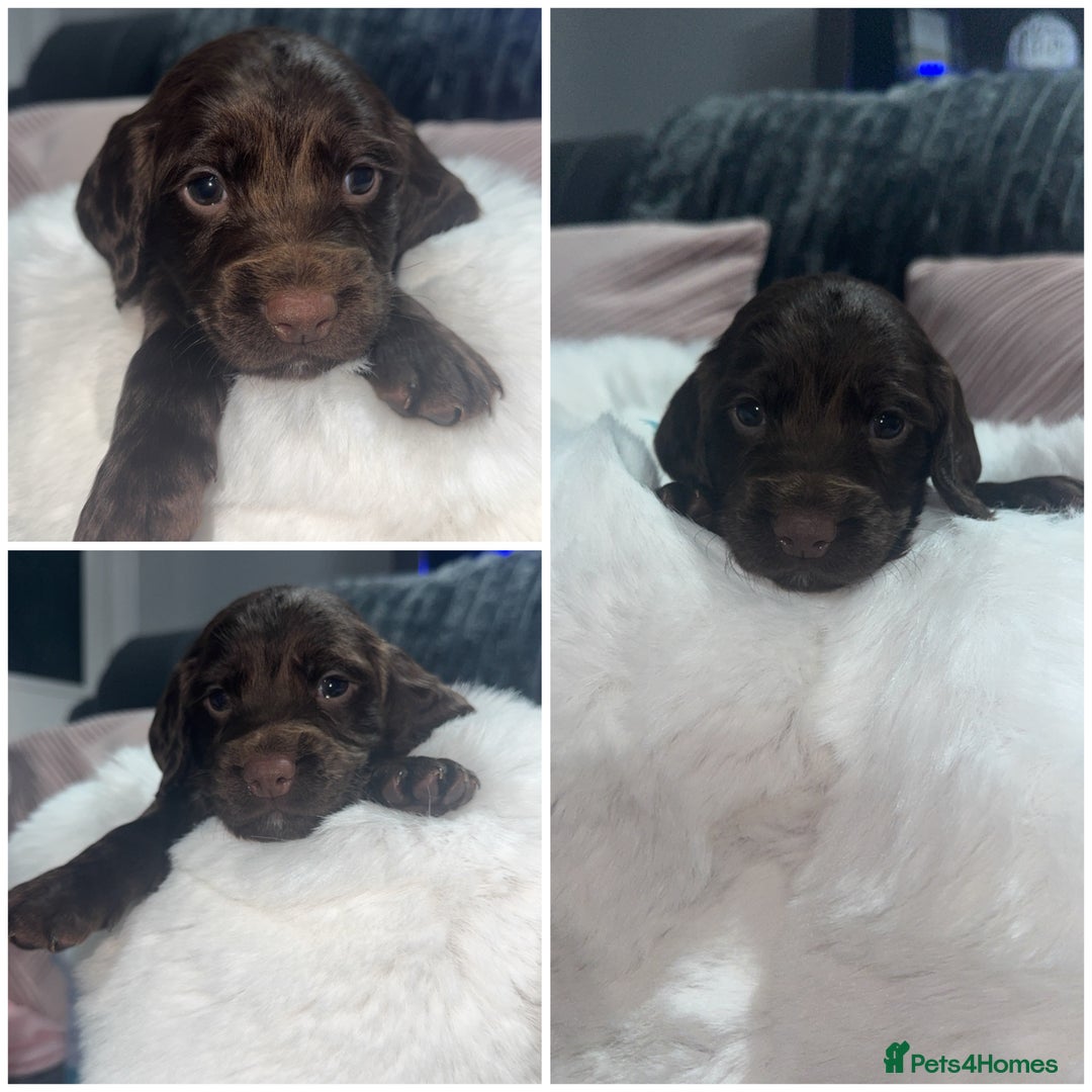 Cocker Spaniel dogs for sale: 7 beautiful cocker spaniel puppies black/brown - Advert 7