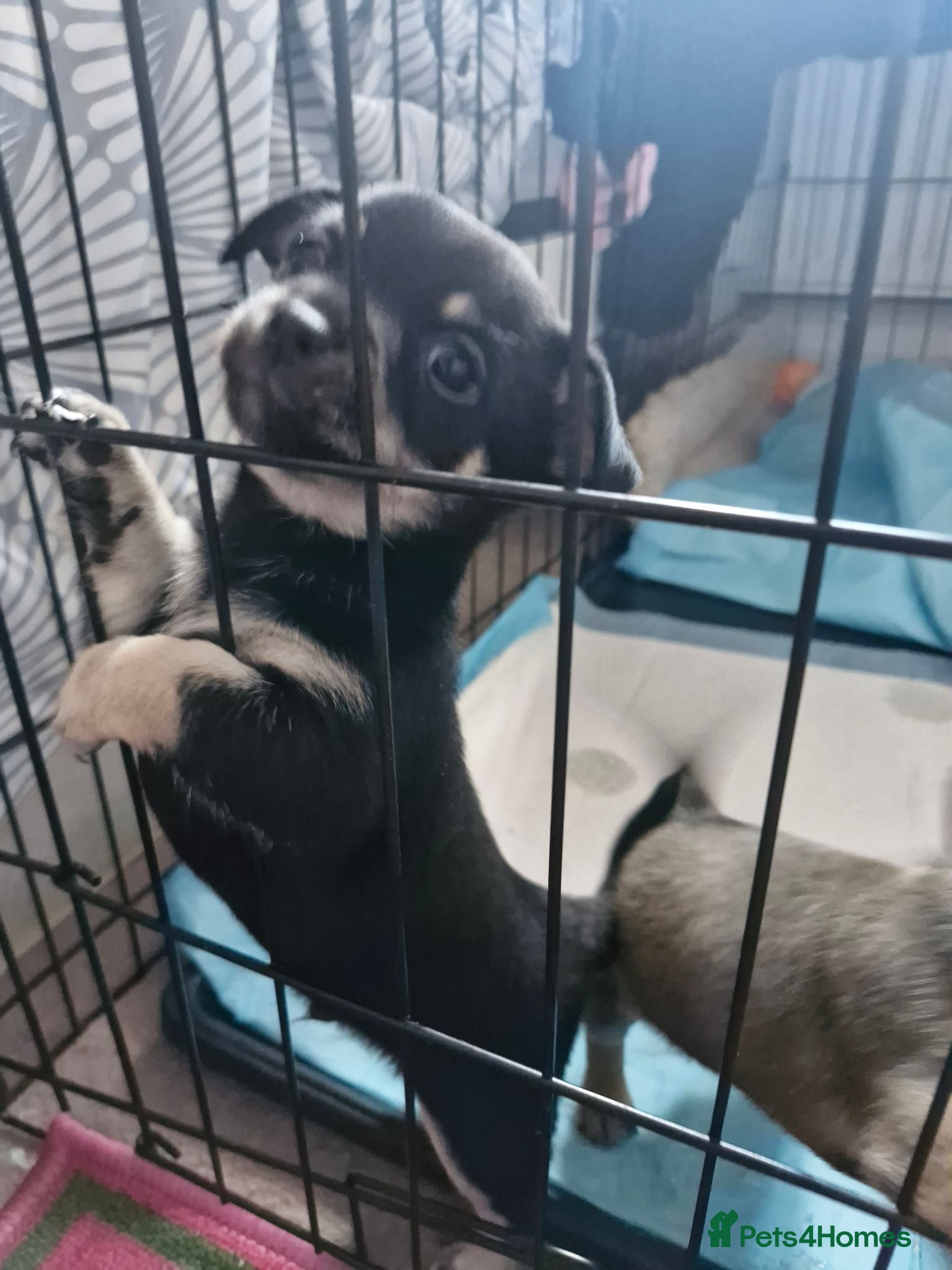 Pomchi dogs Pomchis 💙💙💖 - Advert 9