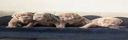 English Bulldog dogs for sale: Gorgeous English Bulldogs  - Advert 6
