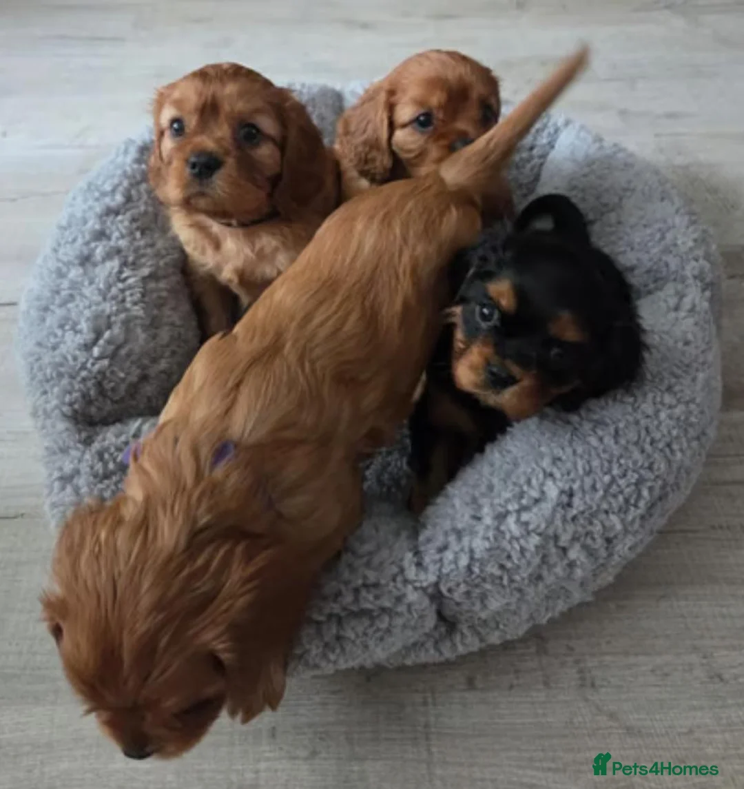 Cavalier King Charles Spaniel dogs for sale: Cavalier king Charles puppies - Advert 2