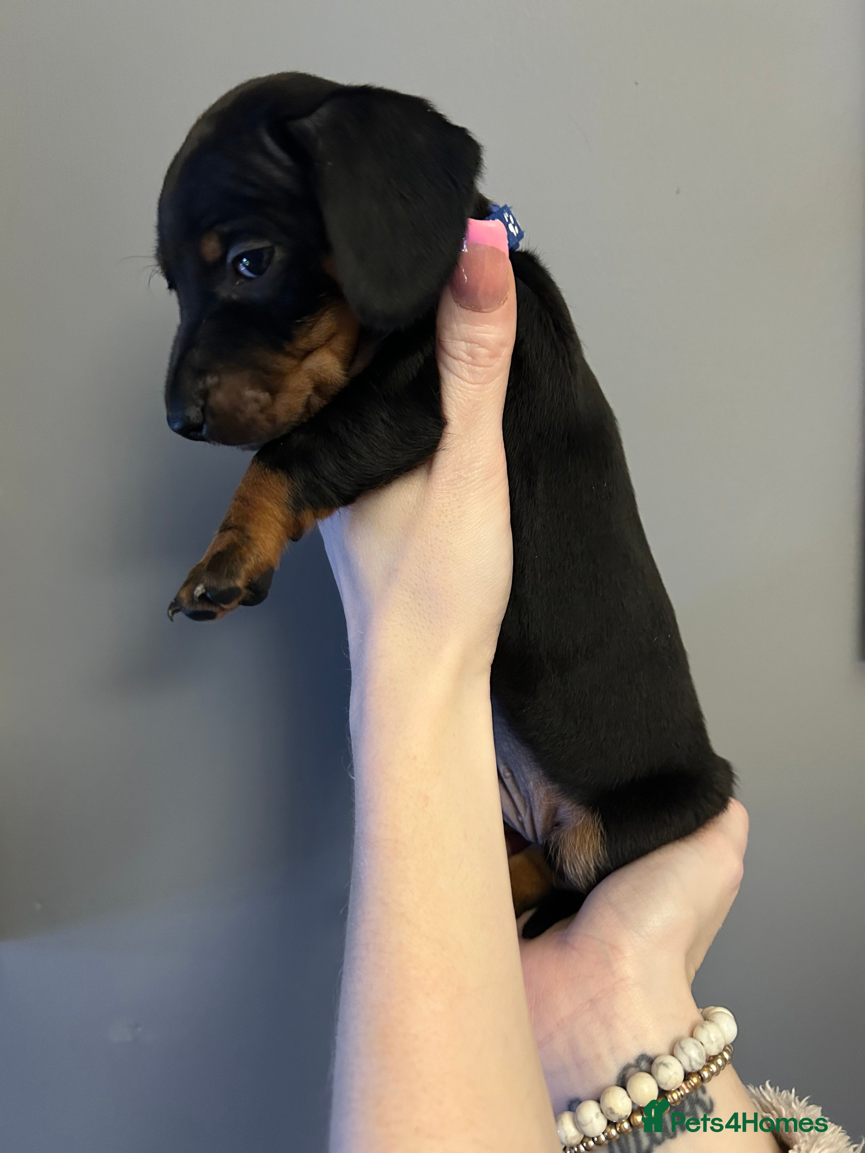 Miniature Dachshund dogs Miniature dachshund  - Advert 17